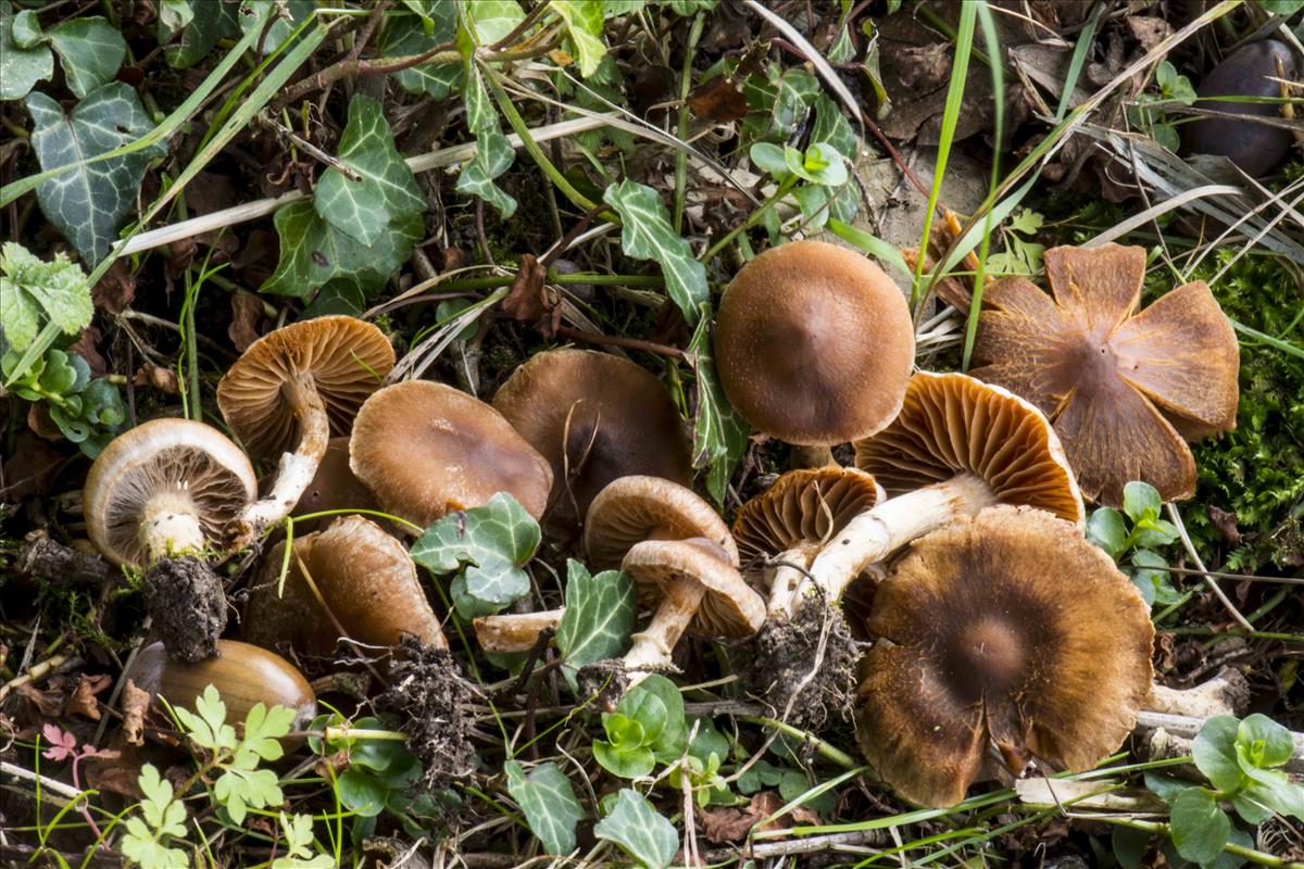 Cortinarius semiodoratus (door Nico Dam)